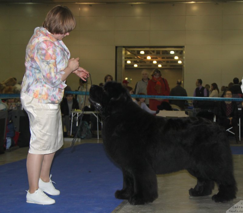 Фото: ньюфаундленд Акватория Келвин Фром Сибириа эт Каюга (Aquatoriya Kelvin From Siberia at Cayuga)