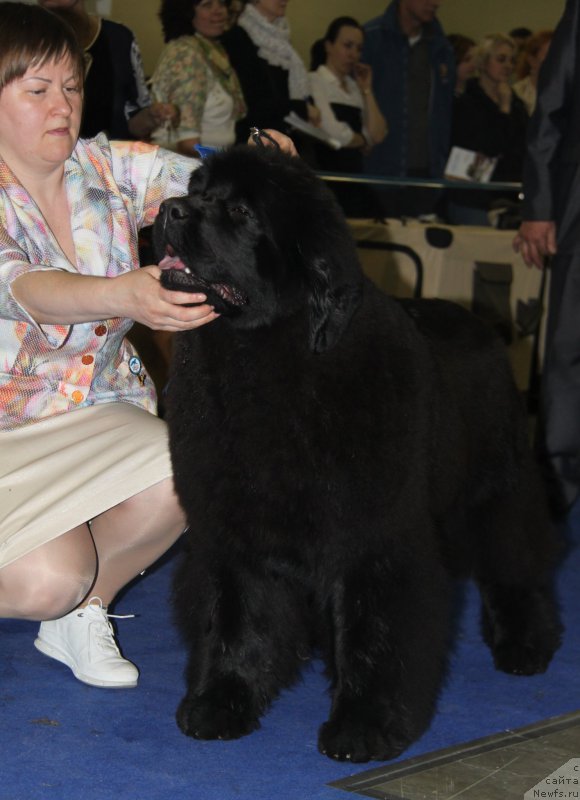 Фото: ньюфаундленд Акватория Келвин Юз оф Мэджик Спирит (Aquatoriya Kelvin Yuse of Magic Spirit)