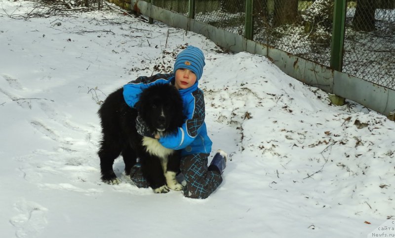 Фото: ньюфаундленд Лекс Красавчик