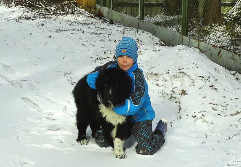 Фото: ньюфаундленд Лекс Красавчик