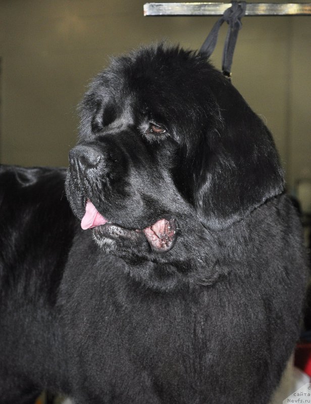 Фото: ньюфаундленд Аквиан Сонг Лаватера (Akvian Song Lavatera)