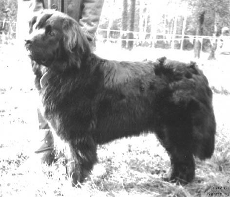 Фото: ньюфаундленд Бьютбуш Санта