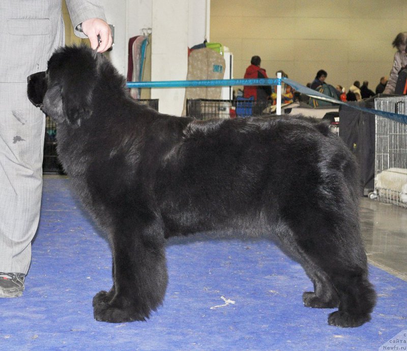 Фото: ньюфаундленд Ща-Да с Берега Дона (Scha-Da s Berega Dona)