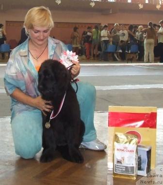 Фото: ньюфаундленд Алина Алика из Орловской Слободы