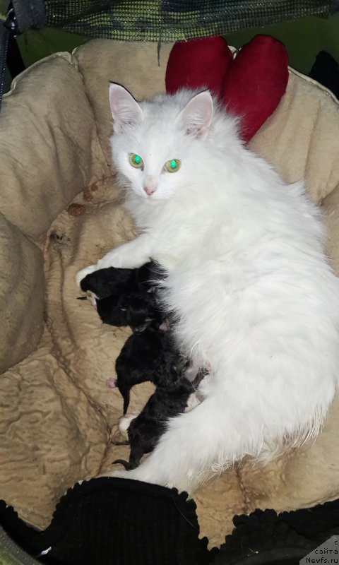 Фотография № 177712