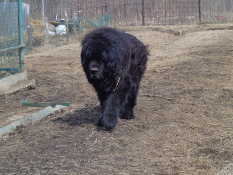 Фото: ньюфаундленд Виски Ред Лейбл Вепс (Viski Red Label Veps)