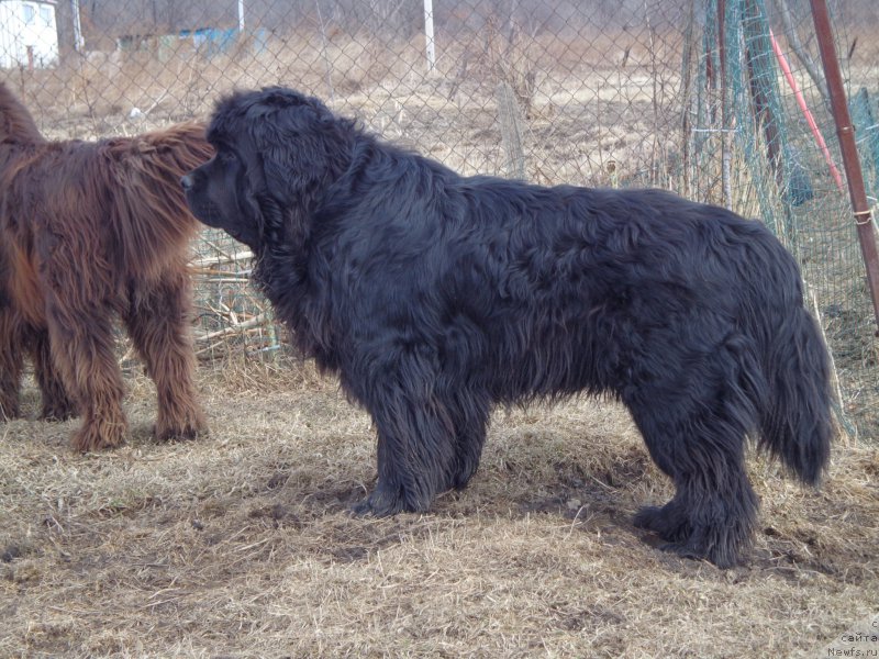 Фото: ньюфаундленд Супер Премиум Нао Дел Трато