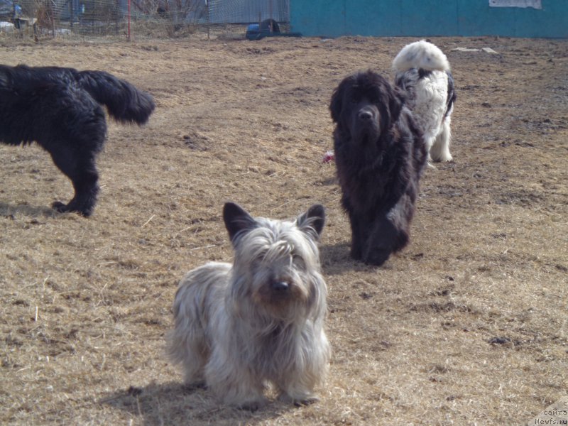 Фото: ньюфаундленд Супер Премиум Немессис, и Тарас