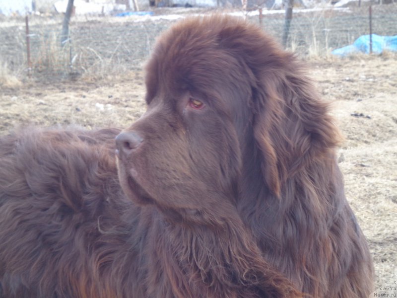 Фото: ньюфаундленд Ньюфорт Ю'Северино