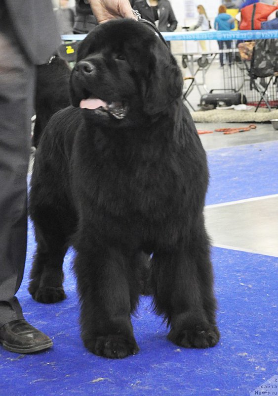 Фото: ньюфаундленд Чудо Чойс Звездного Дара с Берега Дона (Chudo Choice Zvezdnyj Dar s Berega Dona)