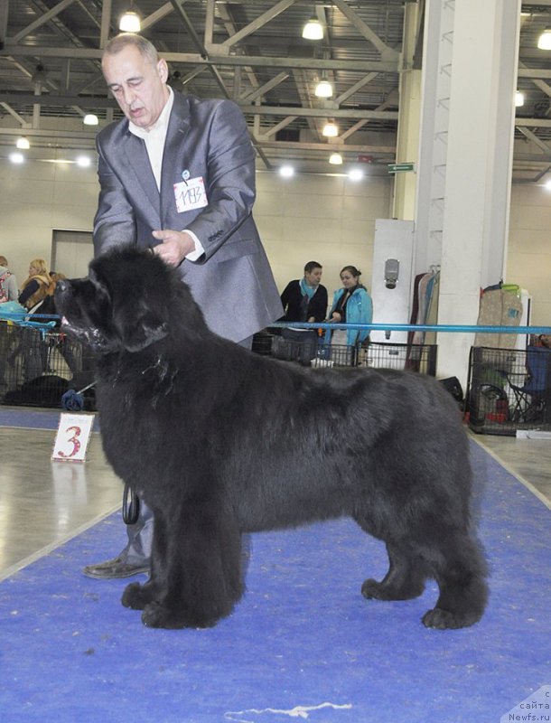 Фото: ньюфаундленд Звездный Дар Агасси (Zvezdnij Dar Agassi)