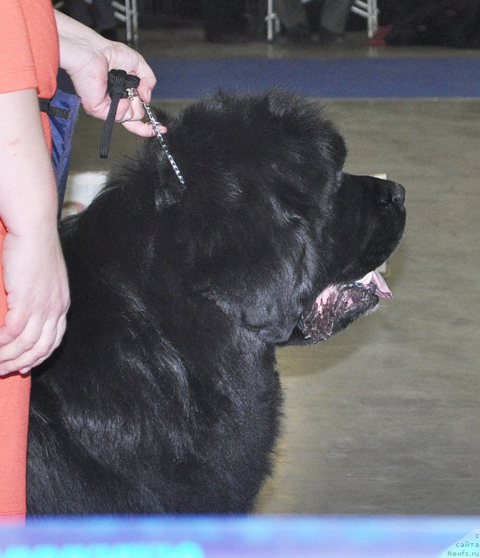 Фото: ньюфаундленд Шипмэн фром Биг Лейк (Shipman from Big Lake)