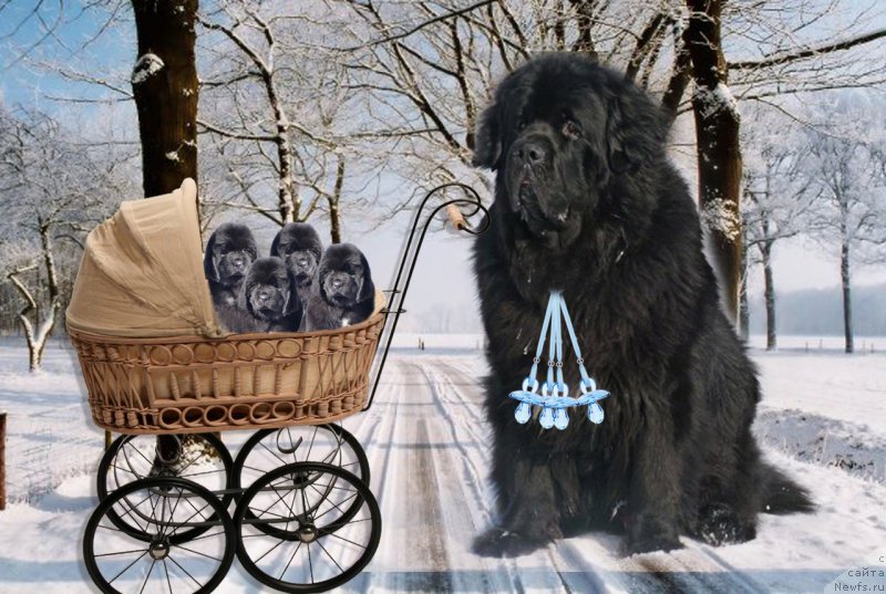 Фото: ньюфаундленд На Гребне Волны Королевский Сын