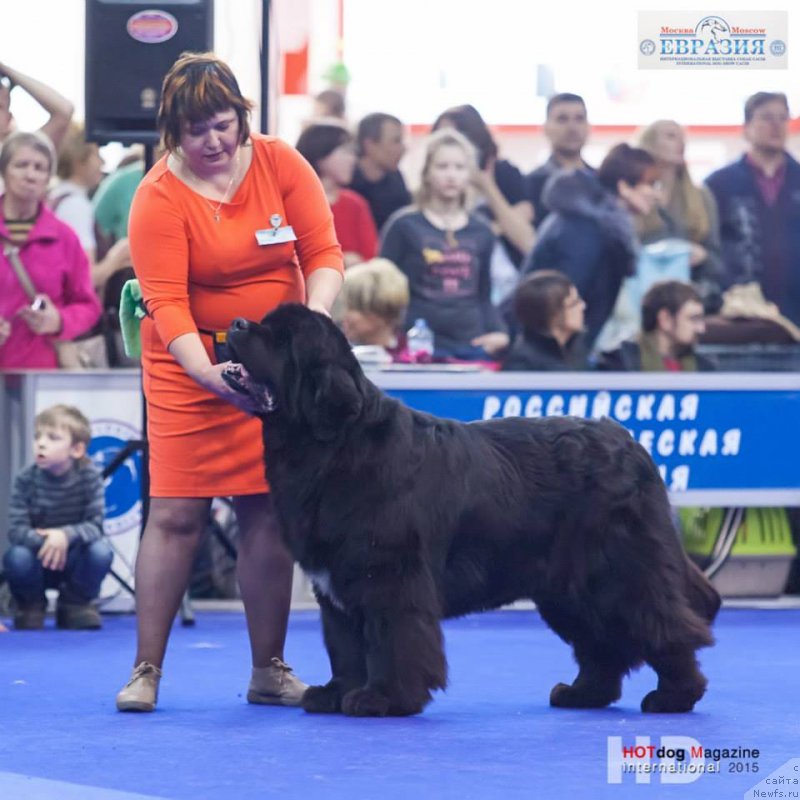 Фото: ньюфаундленд Шипмэн фром Биг Лейк (Shipman from Big Lake)