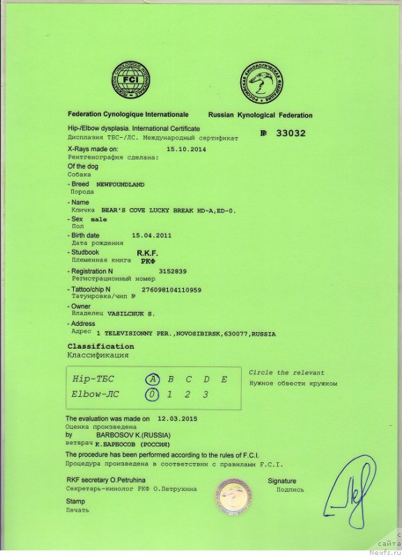 Фото: ньюфаундленд Bears Cove Lucky Break