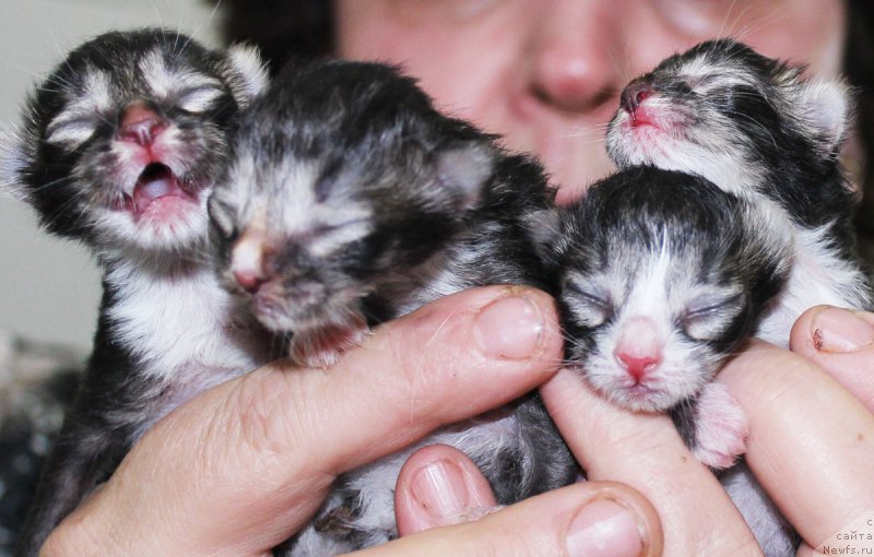 Фотография № 177745