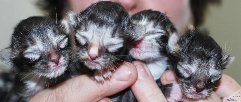 Фотография № 177746