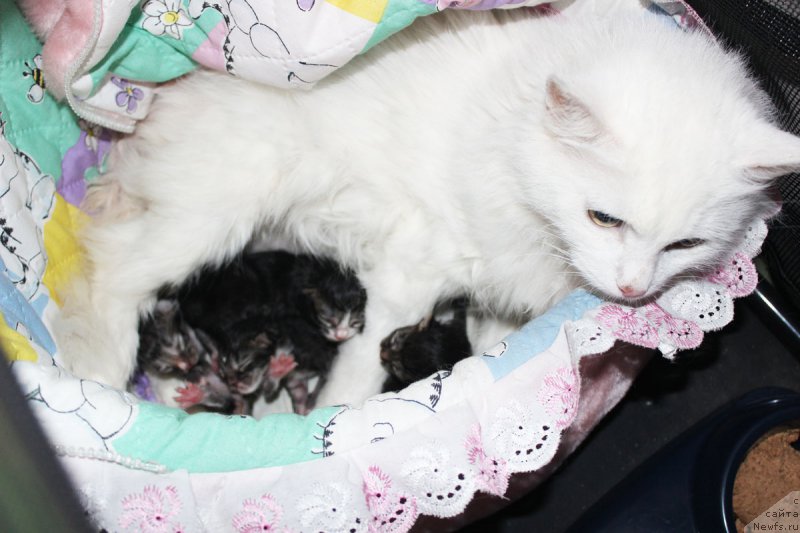 Фотография № 177748