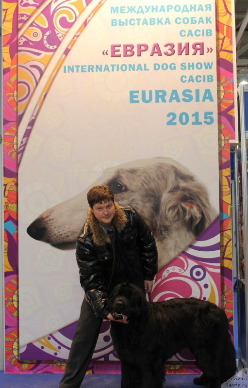 Фото: ньюфаундленд Валмонд Победитель (Valmond Pobeditel), Роман Аганичев