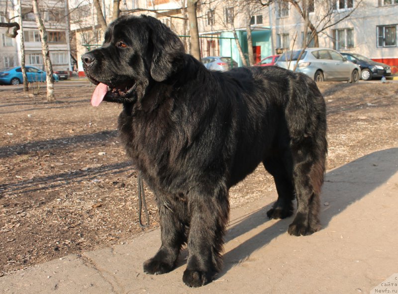 Фото: ньюфаундленд Валмонд Победитель (Valmond Pobeditel)