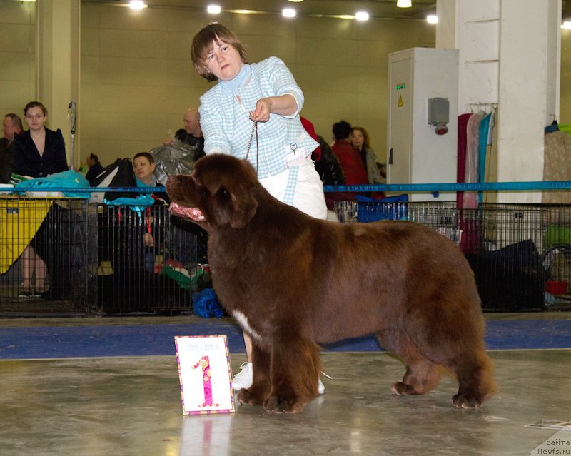 Фото: ньюфаундленд Акватория Келвин Райз Афтэ Ми (Aquatoriya Kelvin Rise After Me)