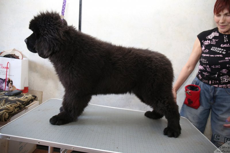 Фотография № 177768