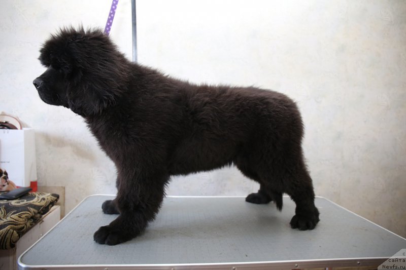 Фотография № 177769