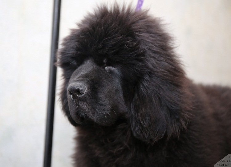 Фотография № 177770