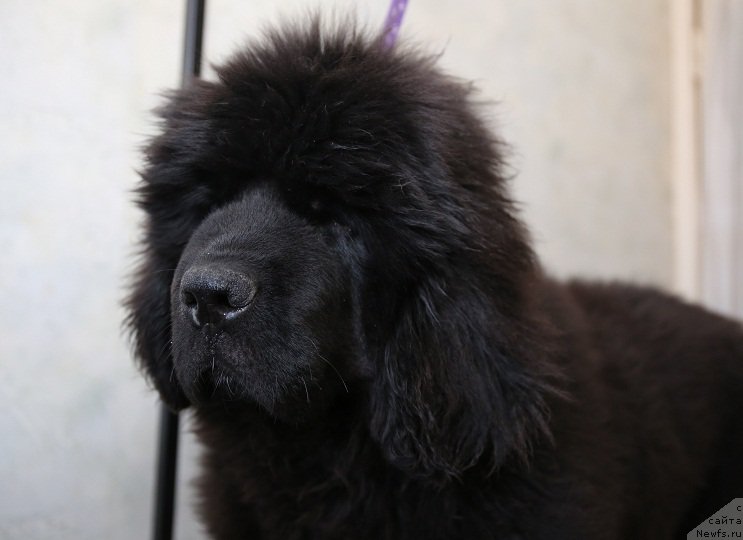 Фотография № 177772