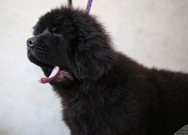 Фотография № 177773