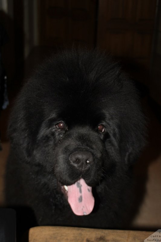 Фотография № 177780