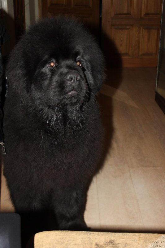 Фотография № 177783