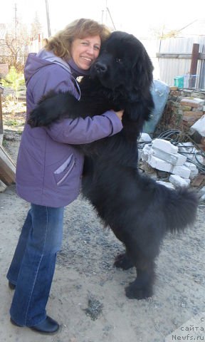 Фото: ньюфаундленд Фордевинд оф Хепи