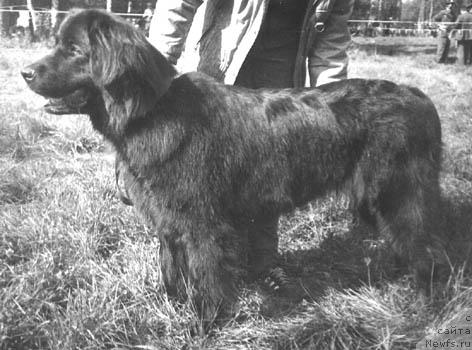 Фото: ньюфаундленд Елель Ера