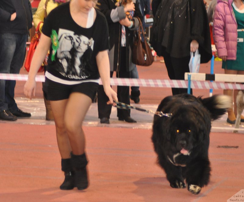 Фото: ньюфаундленд Kara Ayular Winter Snow Flake, Аникина Л.