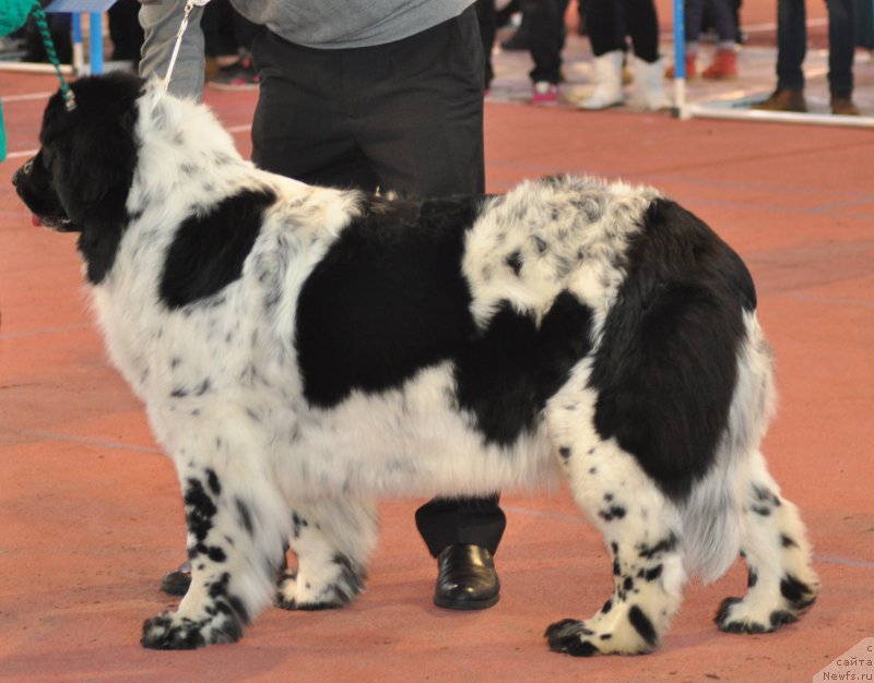 Фотография № 177842