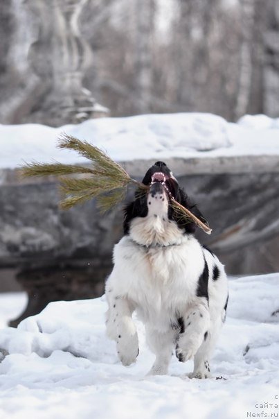 Фото: ньюфаундленд Маг Исполин Оби-Ван Кеноби