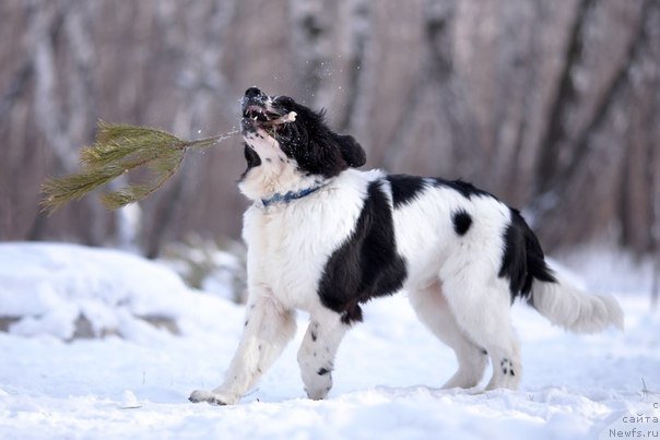Фото: ньюфаундленд Маг Исполин Оби-Ван Кеноби