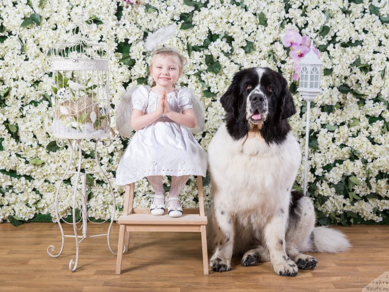 Фото: ньюфаундленд Ница для Кара Аюлар из Тихого Омута (Nica Dlja Kara Ayular iz Tihogo Omuta), Тася