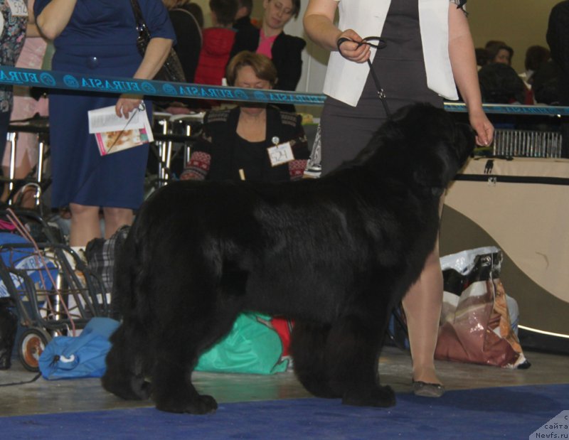 Фото: ньюфаундленд Аквиан Сонг Лаватера (Akvian Song Lavatera)