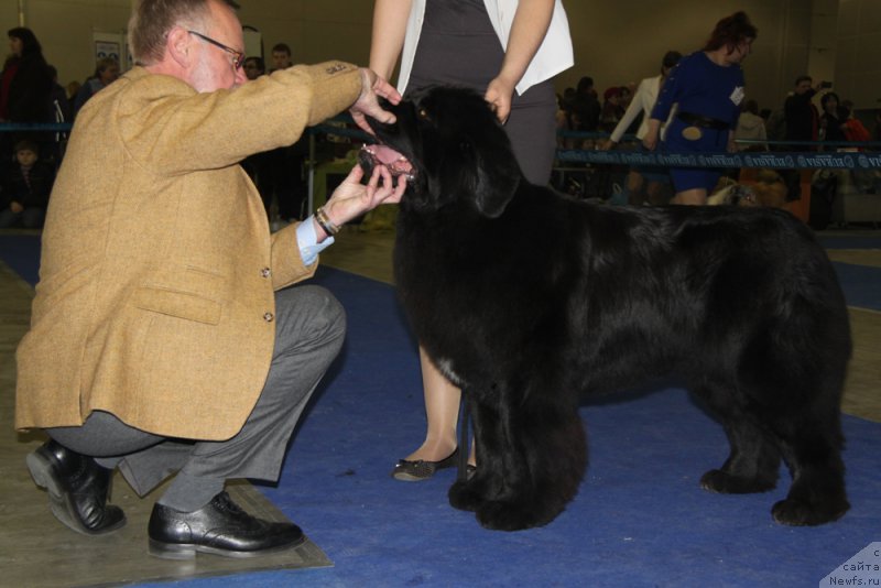 Фото: ньюфаундленд Аквиан Сонг Лаватера (Akvian Song Lavatera)