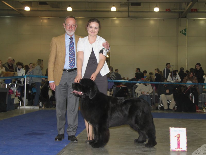 Фото: ньюфаундленд Аквиан Сонг Лаватера (Akvian Song Lavatera), Ксения Новикова