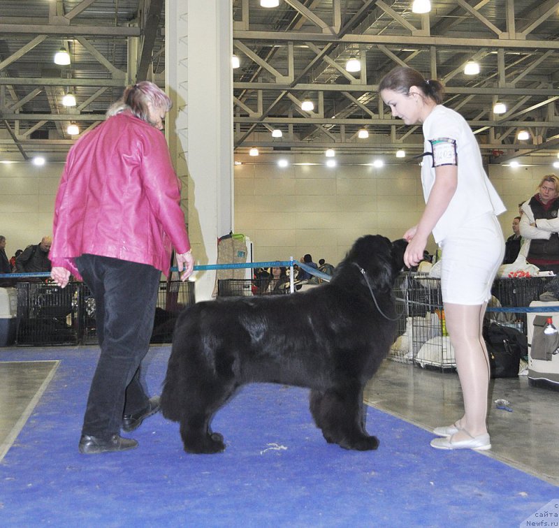 Фото: ньюфаундленд Аквиан Сонг Лаватера (Akvian Song Lavatera)