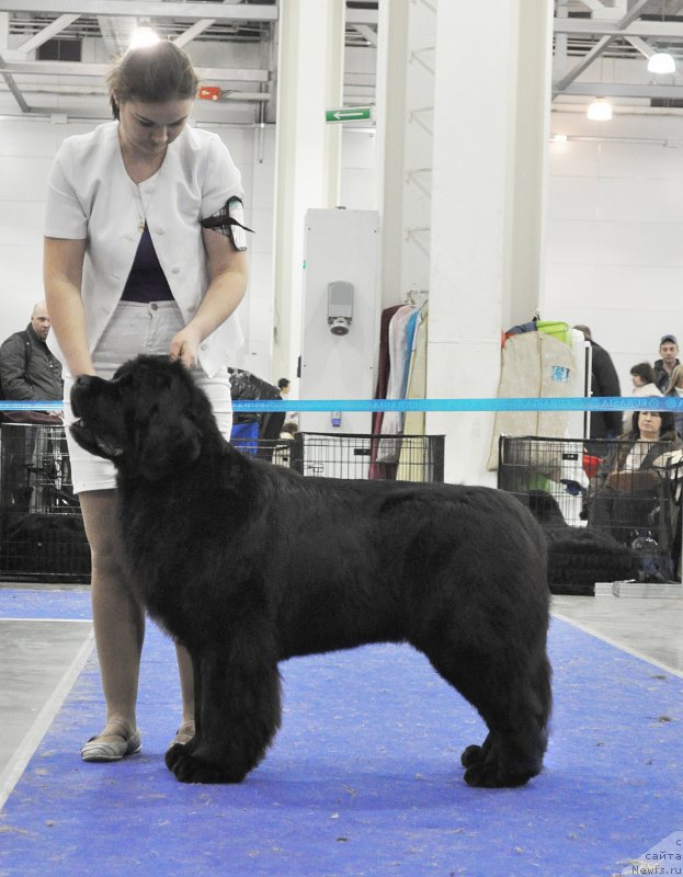 Фото: ньюфаундленд Аквиан Сонг Лаватера (Akvian Song Lavatera)