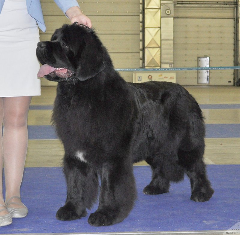 Фото: ньюфаундленд Аквиан Сонг Лаватера (Akvian Song Lavatera)