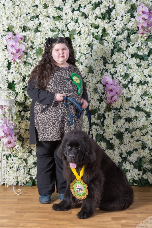 Фото: ньюфаундленд Сент Джонс Маск оф Зорро (Sent Djons Mask of Zorro), Люба Печенюк