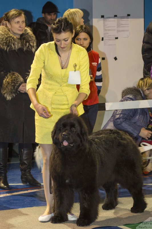 Фото: Буся, ньюфаундленд Акватория Келвин Явное Чудо