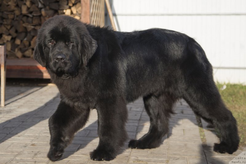 Фото: ньюфаундленд Сент Джонс Лавин Стэар (Sent Djons Loving Stare)