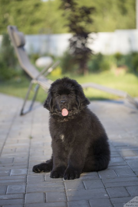 Фото: ньюфаундленд Сент Джонс Лавин Стэар (Sent Djons Loving Stare)