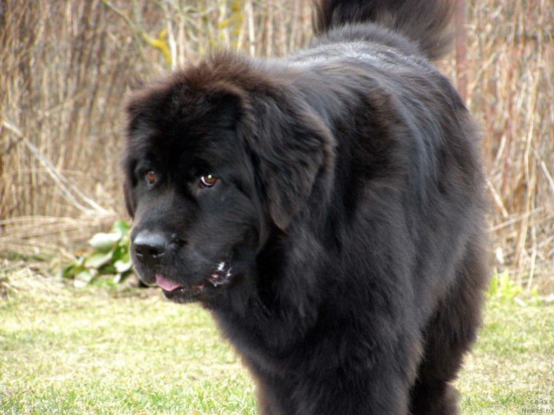 Фотография № 177875